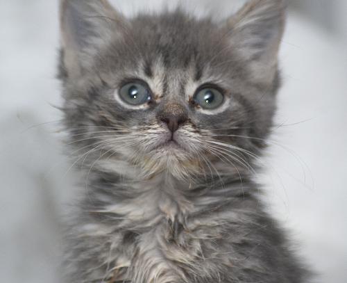 Pig-Pen the Kitten