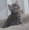 Pig-Pen the Kitten