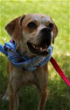 French Fry the Puggle Mix