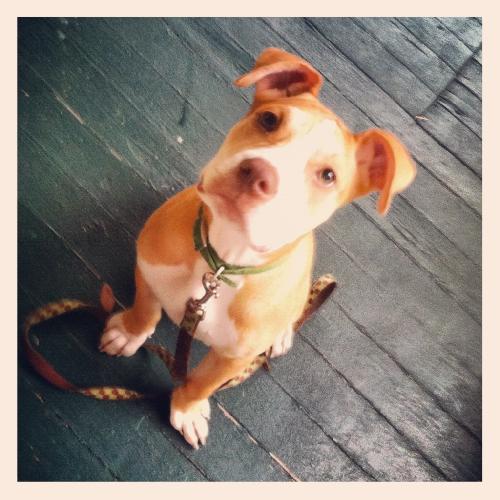Raleigh the Boxer/Bulldog Puppy