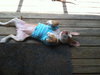 Raleigh the Boxer/Bulldog Puppy