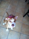 Raleigh the Boxer/Bulldog Puppy