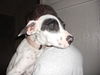 Zina the Bulldog Puppy