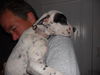 Zina the Bulldog Puppy