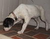 Zina the Bulldog Puppy