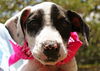 Zina the Bulldog Puppy