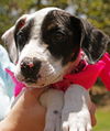 Zina the Bulldog Puppy