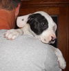 Zizi the Bulldog Puppy