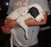 Zizi the Bulldog Puppy