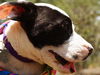 Zizi the Bulldog Puppy