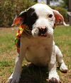 Zizi the Bulldog Puppy