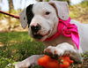 Zizi the Bulldog Puppy