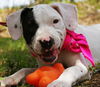 Zizi the Bulldog Puppy