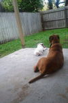 Zizi the Bulldog Puppy