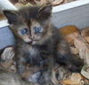 Coffee the Maine Coon Mix Tortie Kitten