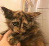 Coffee the Maine Coon Mix Tortie Kitten