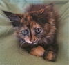 Coffee the Maine Coon Mix Tortie Kitten