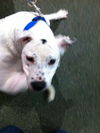 Eight the Sweet Bulldog Mix