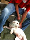 Eight the Sweet Bulldog Mix