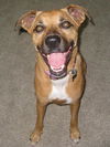 LiLi the Boxer/Aussie Mix
