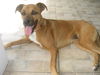 LiLi the Boxer/Aussie Mix