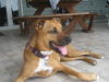 LiLi the Boxer/Aussie Mix