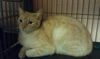 Laverne the Family Cat