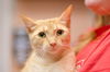 Laverne the Family Cat