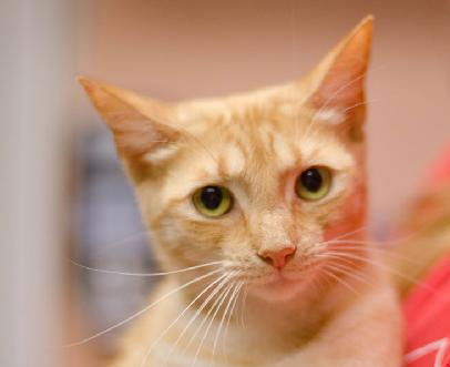 Laverne the Family Cat
