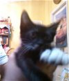 Sylvester the Tuxedo Kitten
