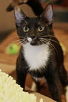 Sylvester the Tuxedo Kitten