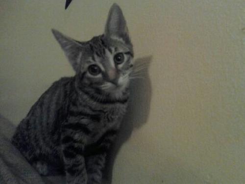 Dixie the Kitten