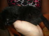 Pixie the Belly Rub Loving Kitten