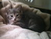 Roxanne