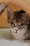Roxanne