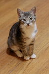 Roxanne