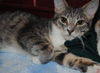 Roxanne