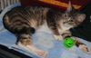 Roxanne