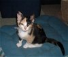 Candy the Sweet Calico Kitten