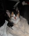 Candy the Sweet Calico Kitten
