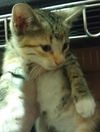 Mandy the Loving Torbie Kitten