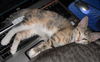 Mandy the Loving Torbie Kitten