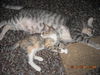 Mandy the Loving Torbie Kitten