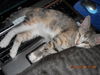 Mandy the Loving Torbie Kitten