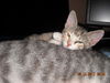 Mandy the Loving Torbie Kitten