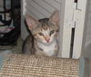 Mandy the Loving Torbie Kitten