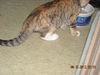 Mandy the Loving Torbie Kitten