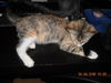 Mandy the Loving Torbie Kitten