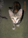 Mandy the Loving Torbie Kitten