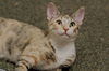 Mandy the Loving Torbie Kitten
